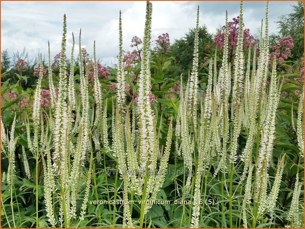 Veronicastrum virginicum 'Diana' | Virginische ereprijs, Zwarte ereprijs | Kandelaberehrenpreis