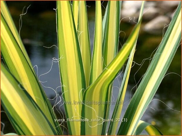 Yucca filamentosa 'Color Guard' | Palmlelie | Fädige Palmlilie