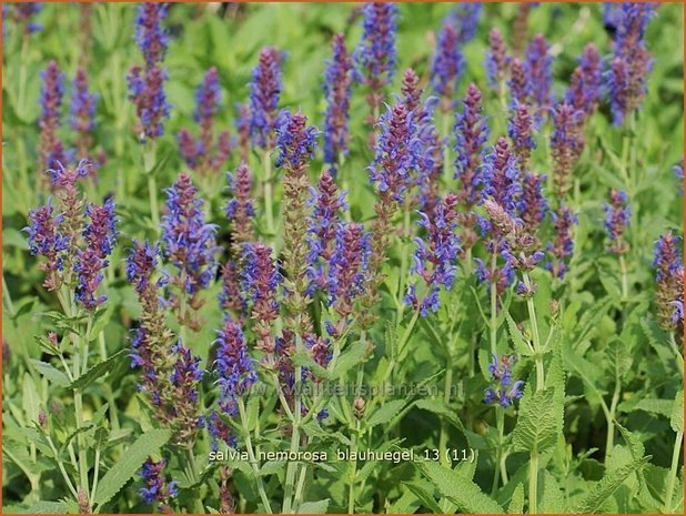 Salvia nemorosa 'Blauhuegel' | Salie, Salvia