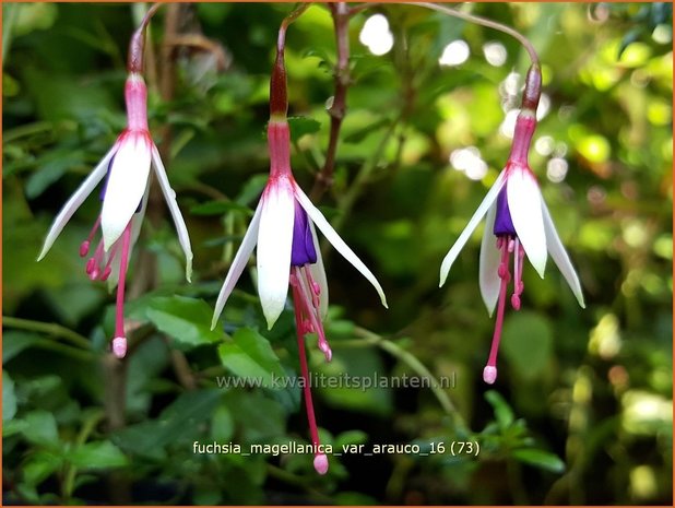 Fuchsia magellanica var. arauco | Bellenplant, Tuinfuchsia, Fuchsia | Scharlachfuchsie