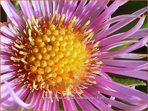 Aster novae-angliae 'Rudelsburg' | Herfstaster, Aster | Neuengland-Aster