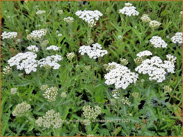 Achillea millefolium 'Schneetaler' | Duizendblad | Gewöhnliche Schafgarbe