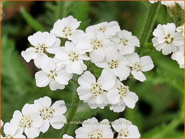 Achillea millefolium 'Schneetaler' | Duizendblad | Gewöhnliche Schafgarbe