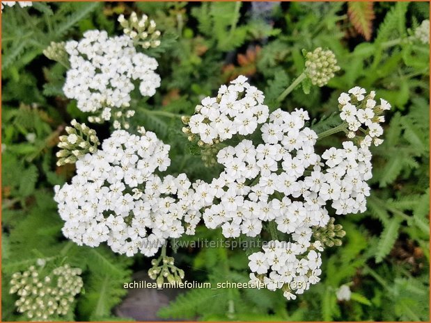 Achillea millefolium 'Schneetaler' | Duizendblad | Gewöhnliche Schafgarbe