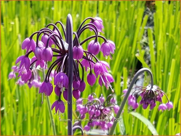 Allium cernuum 'Hidcote' | Amerikaanse look, Sierui, Look | Nickender Lauch