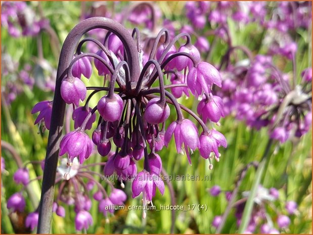 Allium cernuum 'Hidcote' | Amerikaanse look, Sierui, Look | Nickender Lauch