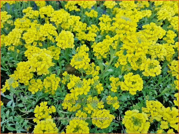 Alyssum montanum 'Berggold' | Schildzaad | Berg-Steinkraut