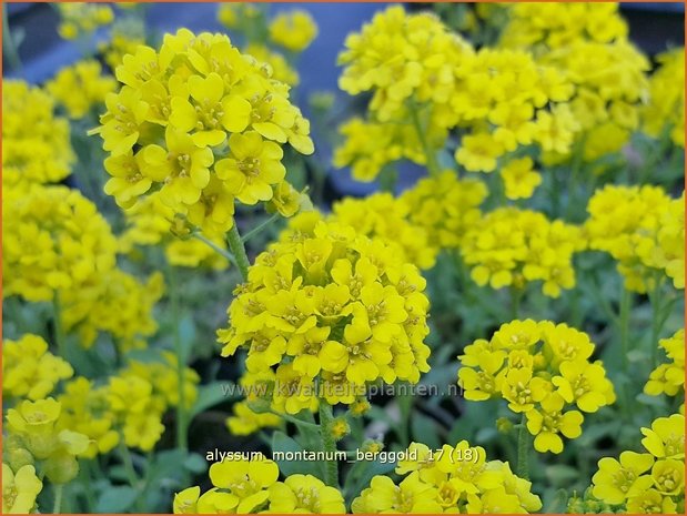 Alyssum montanum 'Berggold' | Schildzaad | Berg-Steinkraut