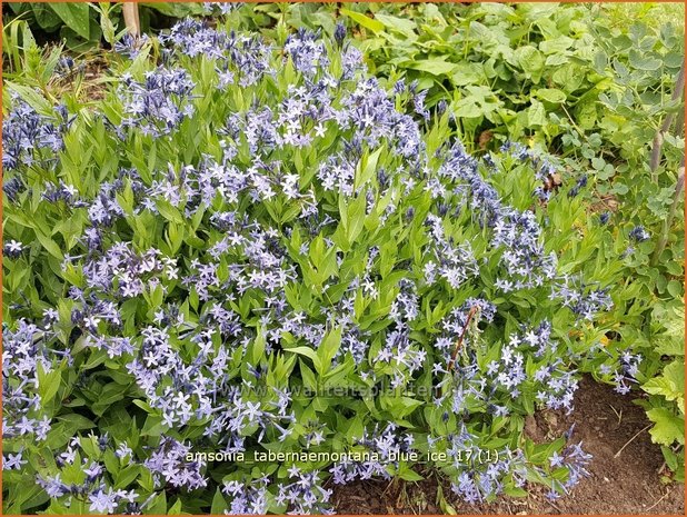 Amsonia tabernaemontana 'Blue Ice' | Blauwe ster, Stermaagdenpalm | Gewöhnlicher Röhrenstern