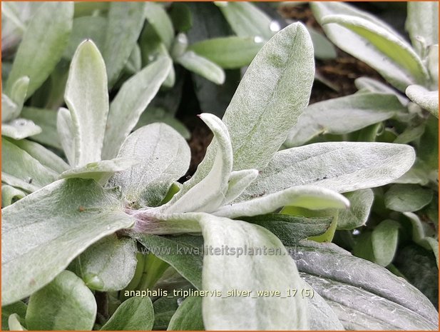 Anaphalis triplinervis 'Silver Wave' | Siberische edelweiss, Witte knoop | Himalaya-Perlkörbchen