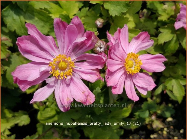 Anemone hupehensis 'Pretty Lady Emily' | Herfstanemoon, Japanse anemoon, Anemoon | Herbstanemone