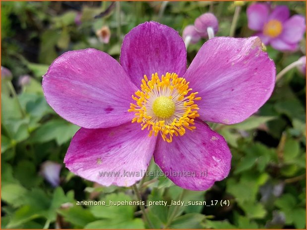 Anemone hupehensis 'Pretty Lady Susan' | Herfstanemoon, Japanse anemoon, Anemoon | Herbstanemone