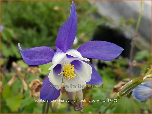 Aquilegia caerulea 'Spring Magic Blue White' | Akelei | Langspornige Akelei