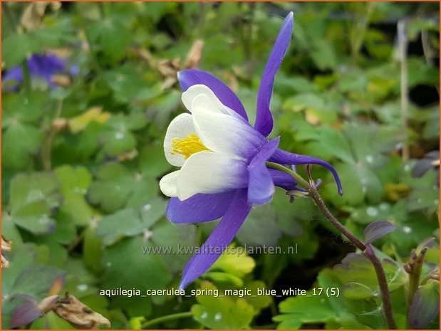 Aquilegia caerulea 'Spring Magic Blue White' | Akelei | Langspornige Akelei