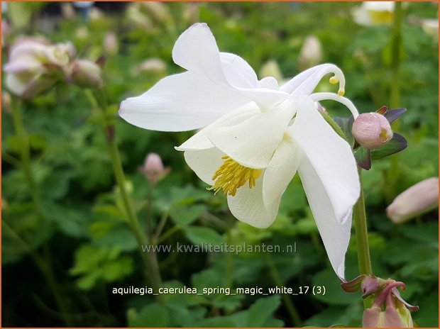 Aquilegia caerulea 'Spring Magic White' | Akelei | Langspornige Akelei