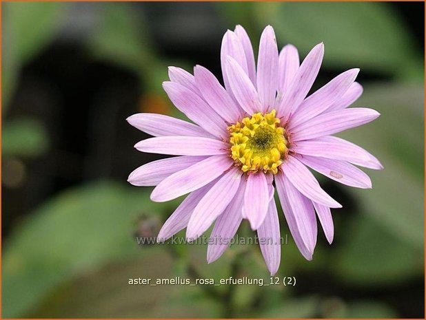 Aster amellus 'Rosa Erfüllung' | Bergaster, Aster | Bergaster