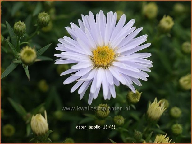 Aster 'Apollo' | Aster | Aster