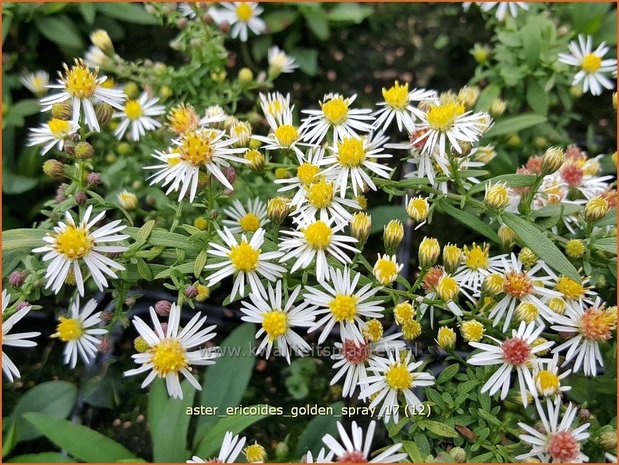 Aster ericoides 'Golden Spray' | Heideaster, Aster | Heide-Aster