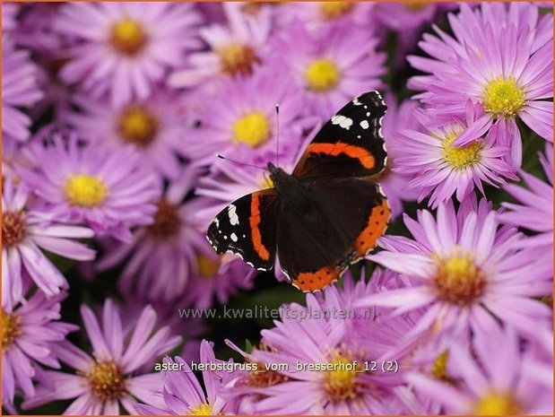 Aster 'Herbstgruß vom Bresserhof' | Aster | Aster