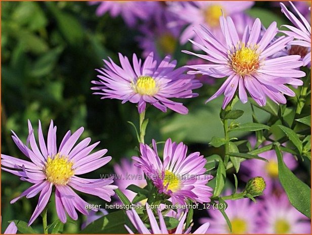 Aster 'Herbstgruß vom Bresserhof' | Aster | Aster