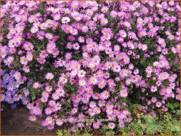 Aster 'Herbstgruß vom Bresserhof' | Aster | Aster