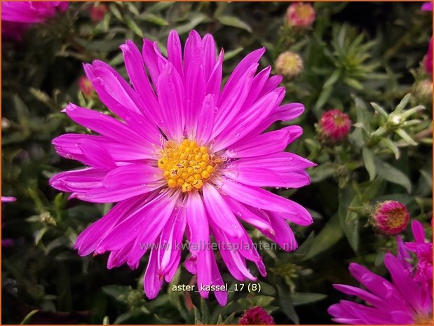 Aster 'Kassel' | Aster | Aster