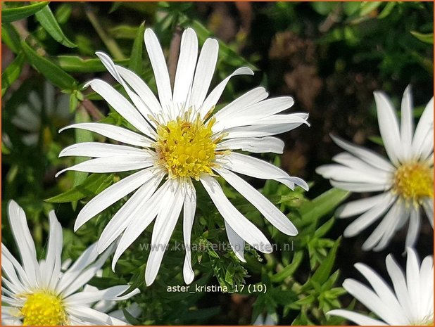 Aster 'Kristina' | Aster | Aster