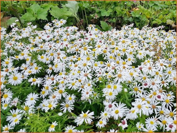 Aster 'Kristina' | Aster | Aster