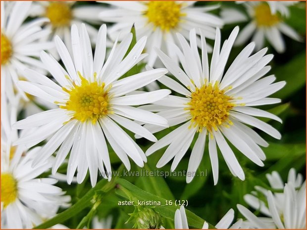 Aster 'Kristina' | Aster | Aster