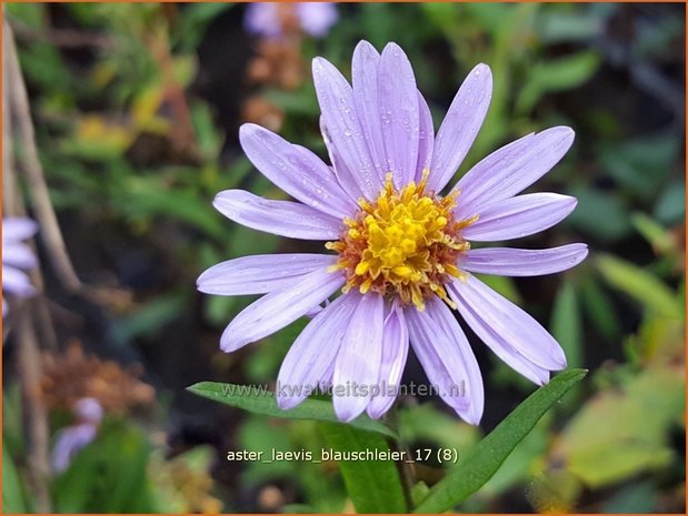 Aster laevis 'Blauschleier' | Gladde aster, Aster | Glatte Aster