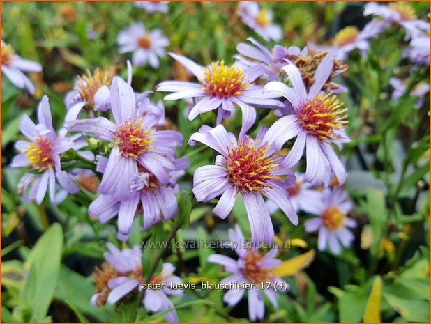 Aster laevis 'Blauschleier' | Gladde aster, Aster | Glatte Aster