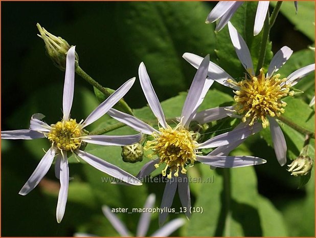 Aster macrophyllus | Grootbladige aster, Aster | Großblättrige Aster