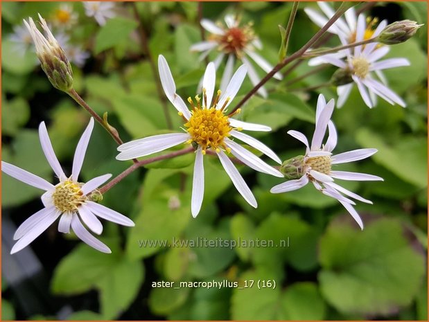 Aster macrophyllus | Grootbladige aster, Aster | Großblättrige Aster