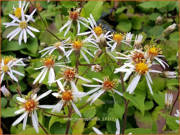 Aster macrophyllus | Grootbladige aster, Aster | Großblättrige Aster