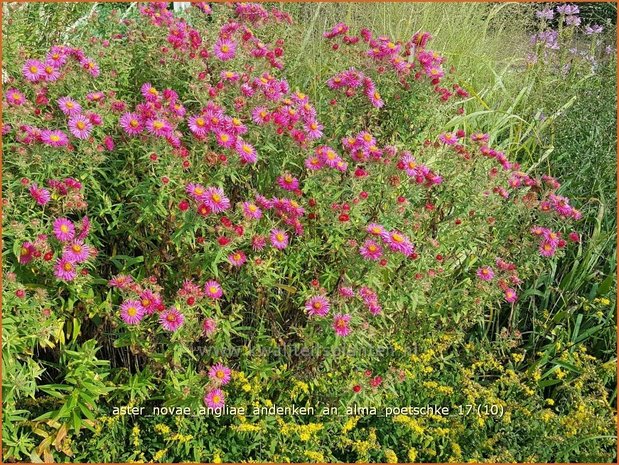 Aster novae-angliae 'Andenken an Alma Pötschke' | Nieuw-Engelse aster, Herfstaster, Aster | Raublatt-Aster