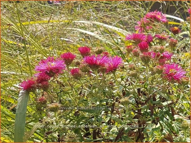 Aster novae-angliae 'Andenken an Alma Pötschke' | Nieuw-Engelse aster, Herfstaster, Aster | Raublatt-Aster