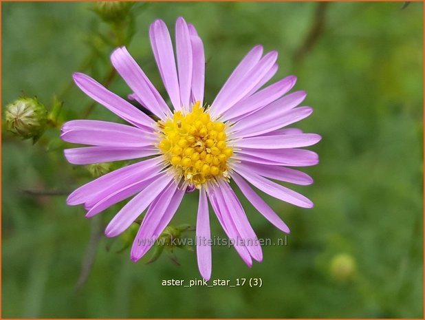 Aster 'Pink Star' | Aster | Aster