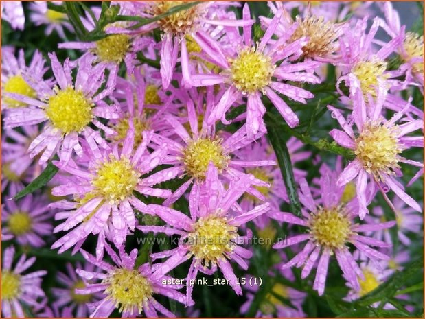 Aster 'Pink Star' | Aster | Aster