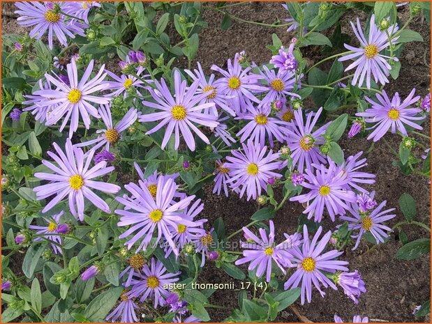 Aster thomsonii | Aster | Thomsons Aster