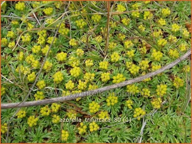 Azorella trifurcata | Andeskruid