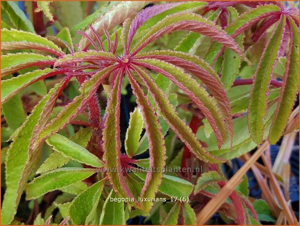 Begonia luxurians | Begonia | Palmblättrige Begonie