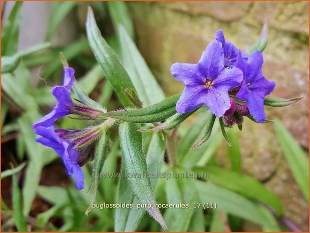 Buglossoides purpurocaerulea | Ruw parelzaad | Steinsame