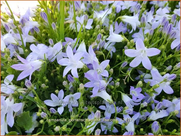 Campanula portenschlagiana 'Liselotte' | Dalmatieklokje, Klokjesbloem | Polster-Glockenblume