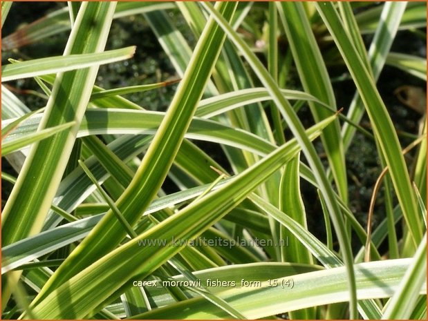 Carex morrowii 'Fisher's Form' | Japanse zegge, Zegge | Japan-Segge