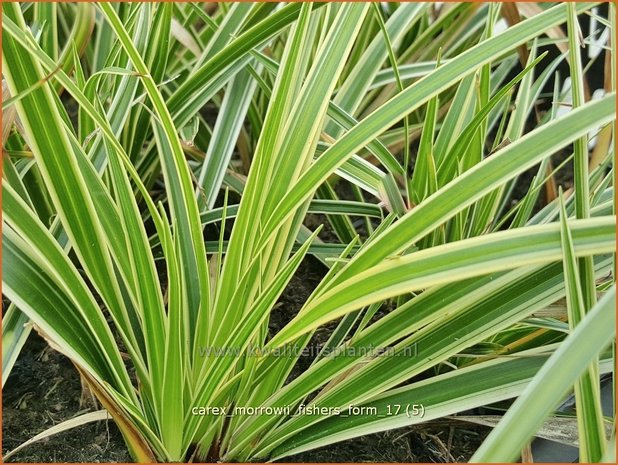 Carex morrowii 'Fisher's Form' | Japanse zegge, Zegge | Japan-Segge