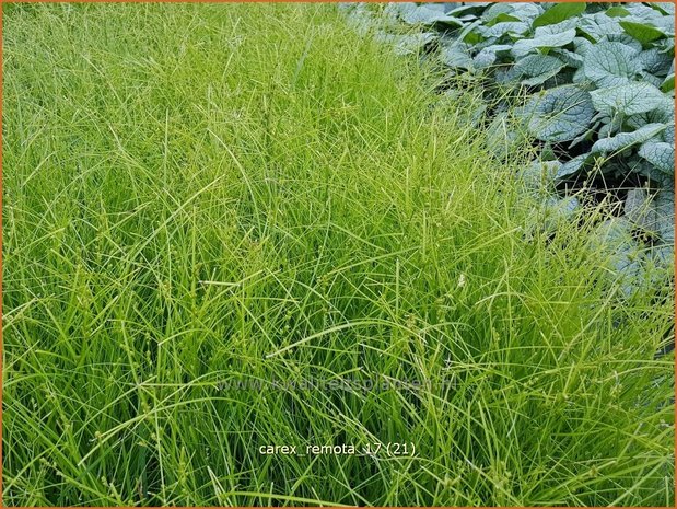 Carex remota | IJle zegge | Winkel-Segge