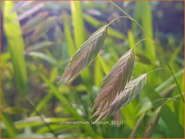 Chasmanthium latifolium | Plataargras | Breitblättriges Plattährengras