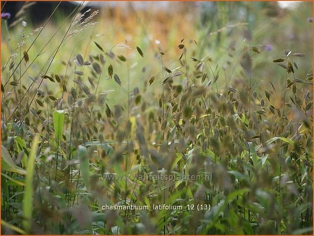 Chasmanthium latifolium | Plataargras | Breitblättriges Plattährengras