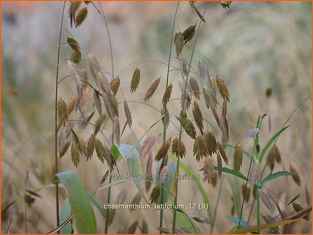 Chasmanthium latifolium | Plataargras | Breitblättriges Plattährengras