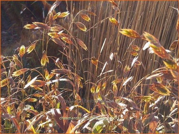 Chasmanthium latifolium | Plataargras | Breitblättriges Plattährengras